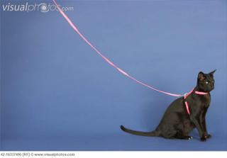 Illustration for article titled So You Want to Leash-Train Your Kitty...